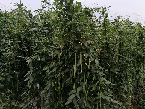 郑州蔬菜配送